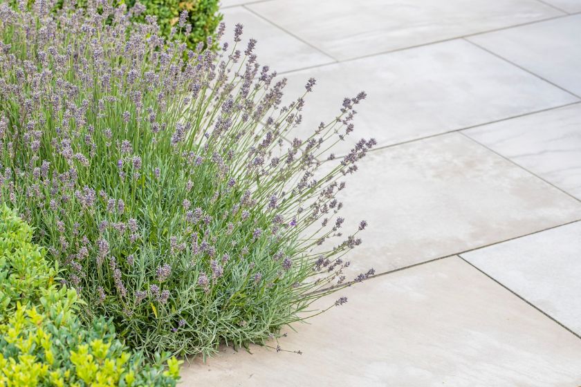Lavender flowers overhang Beige sawn sandstone paving