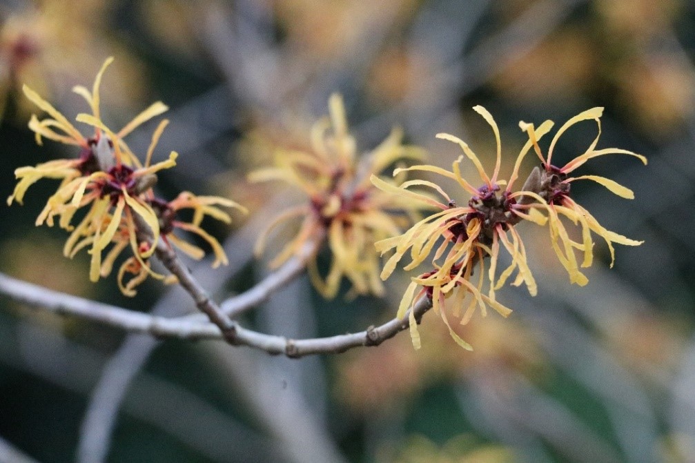 3. Hamamelis x intermedia ‘Harry’