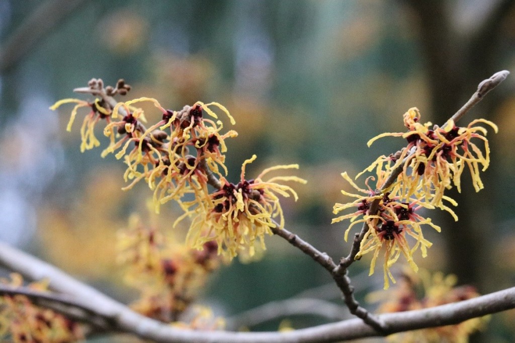 4. Hamamelis x intermedia ‘Vesna’