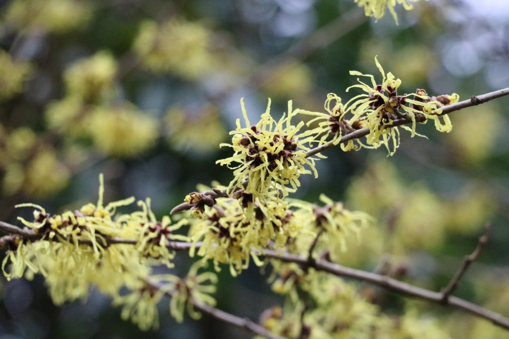 5. Hamamelis x intermedia ‘Pallida’