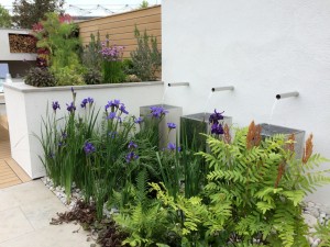 IMG_5303 Irises and containers, Sociability