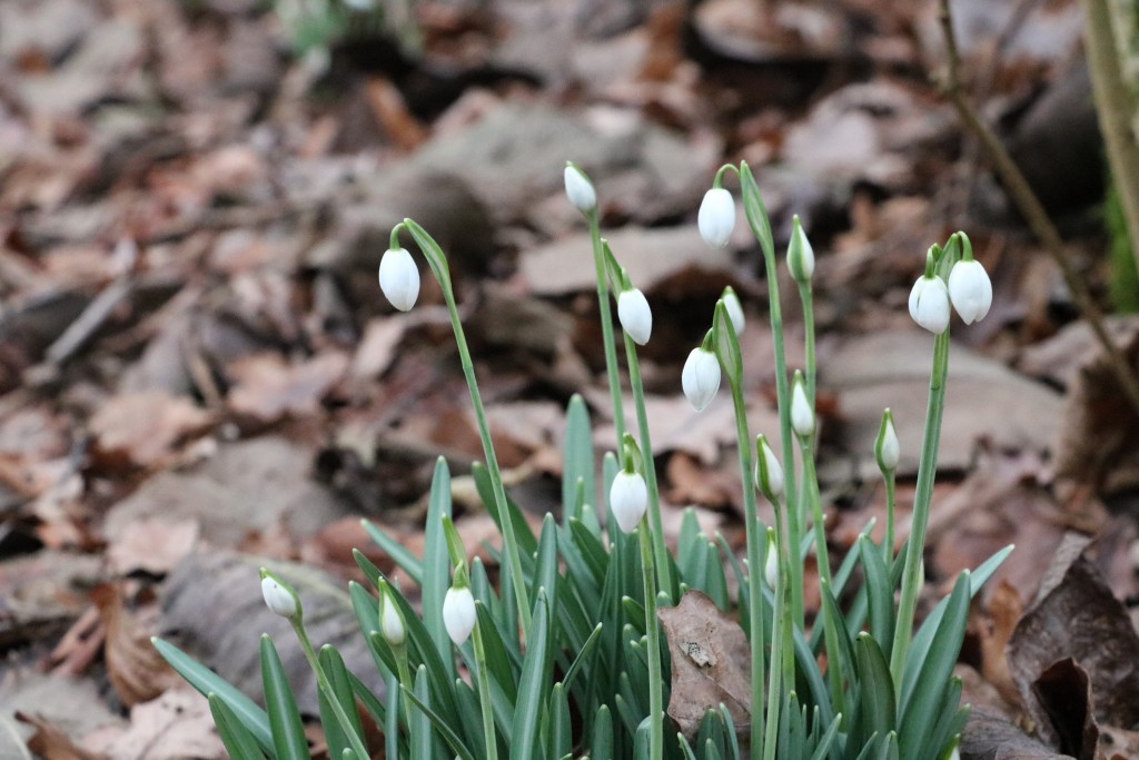 Snowdrops